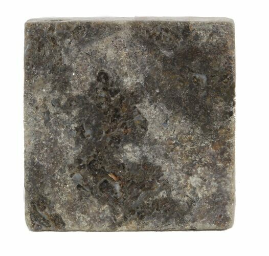 Rhynie Chert - Early Devonian Vascular Plant Fossils #44238